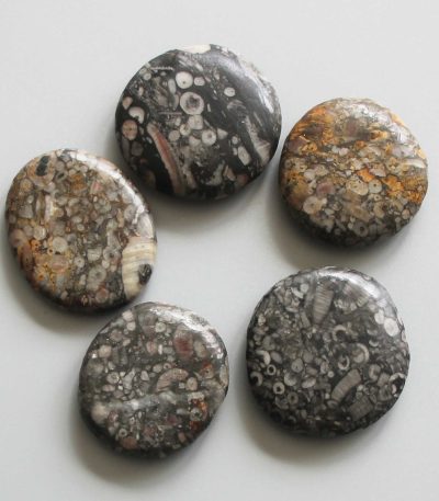 Shell Fossil Jasper Smooth Stone 1.6 inch (0.8-1 x 3.5-4.5cm) A