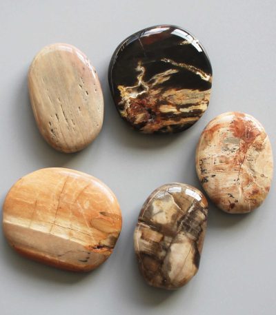 Petrified Wood Smooth Stone 1.6 inch (0.8-1 x 3.5-4.5cm) A/B
