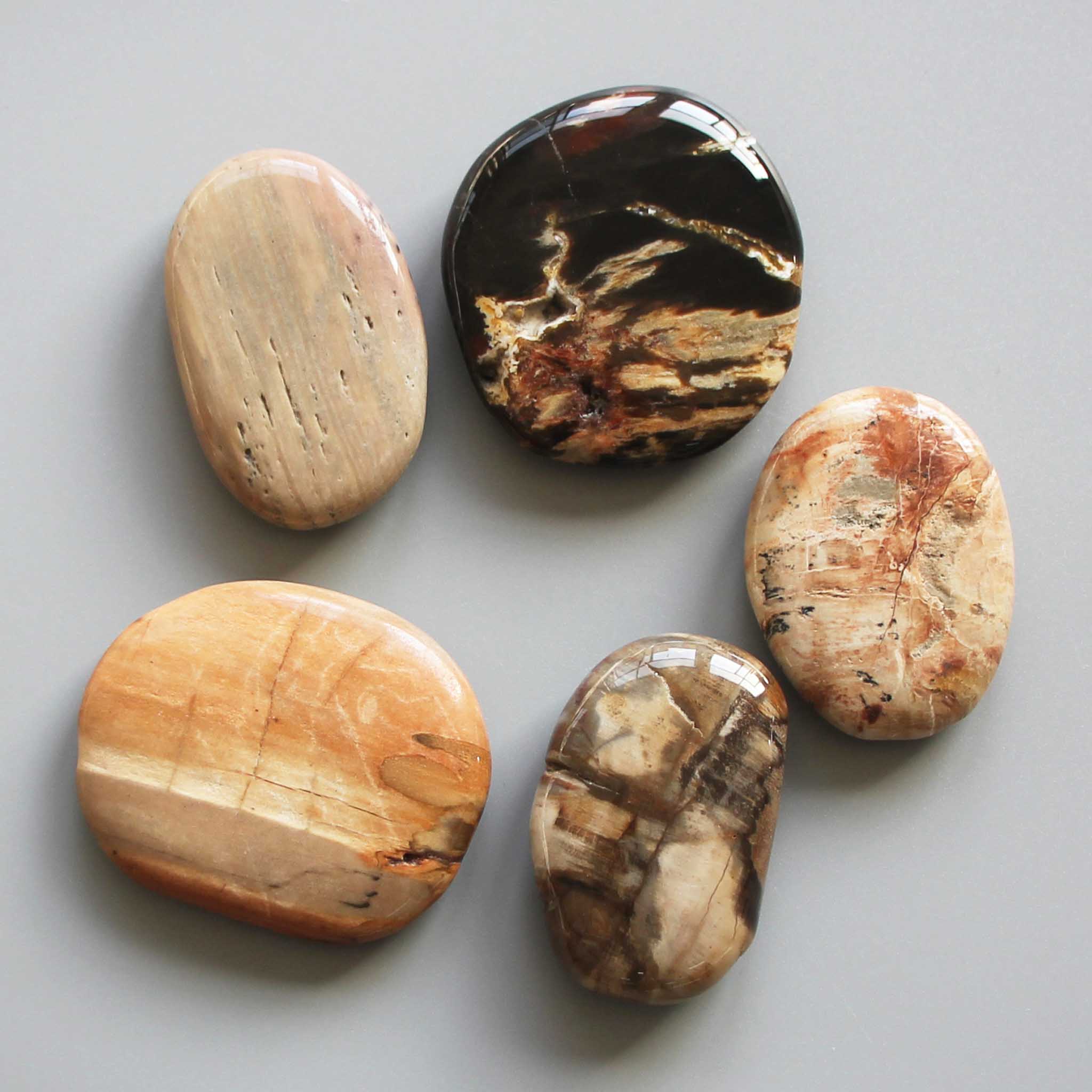 f020489449eeafbcae6ef1682b372beb-1 Petrified Wood Smooth Stone 1.6 inch (0.8-1 x 3.5-4.5cm) A/B